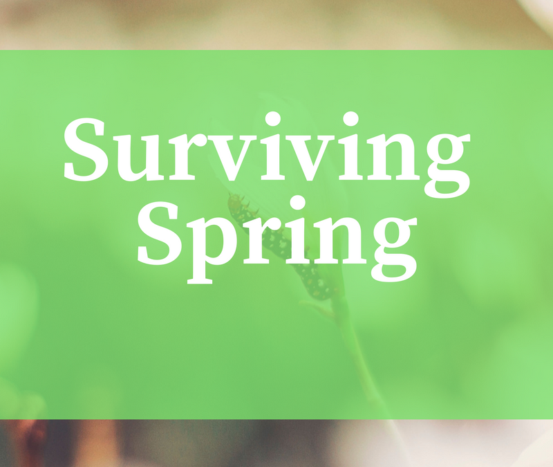 Surviving Spring…Allergies!