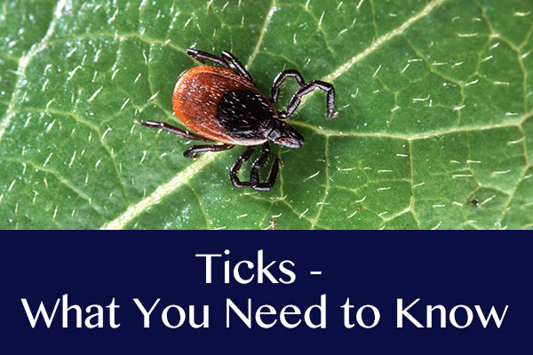 Ticks – What You Need to Know